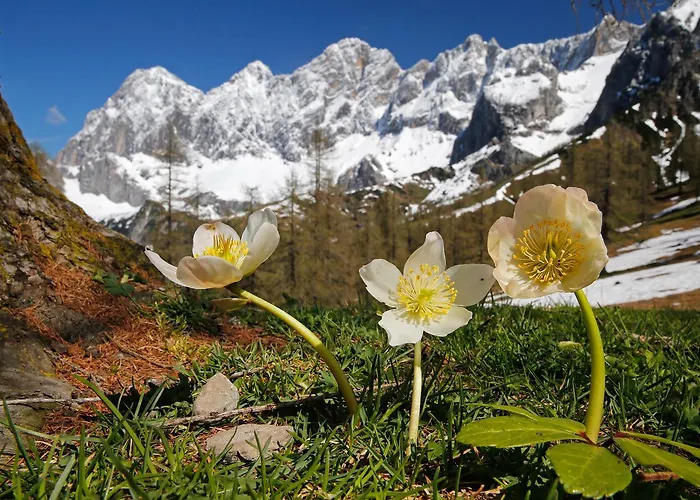 Roessl-dependance Neue Post מלון